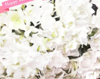 【先行予約】母の日 プリンセス アン あじさい 生花 プレゼント 花鉢 あじさい 紫陽花 珍しい アジサイ