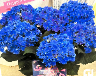 【先行予約】母の日 カーリースパークル ブルー あじさい 生花 プレゼント 花鉢 あじさい 紫陽花 珍しい アジサイ