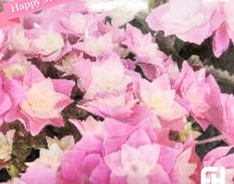 【先行予約】母の日 フェザー あじさい 生花 プレゼント 花鉢 あじさい 紫陽花 珍しい アジサイ