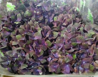 【先行予約】 母の日 チョコレート紫陽花　パープル　希少　人気　あじさい 生花 プレゼント 花鉢 あじさい 紫陽花　5号鉢