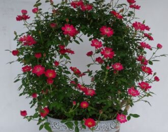 【先行予約】 母の日  薔薇 バラ ツルバラ ブリキ・ブリッジ ミニバラ お花 プレゼント お祝い 贈り物