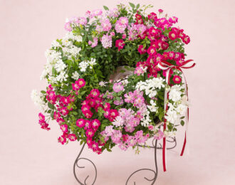 【特価価格】 薔薇 バラ 母の日　鉢植え「Welcome　Rose」 ミニバラ お花 プレゼント お祝い 贈り物 送料無料
