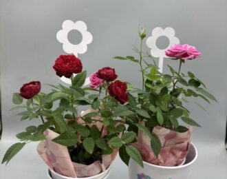 【特価価格】母の日 薔薇 バラ マザーブリキ ミニバラ お花 プレゼント お祝い 贈り物