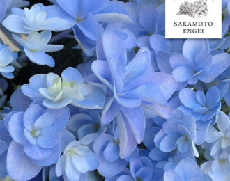 先行予約　 紫陽花　アジサイ：ポージィブーケ　ララ（ブルー） 5号鉢植え　希少　人気　あじさい 生花 プレゼント 花鉢 あじさい 紫陽花　5号鉢