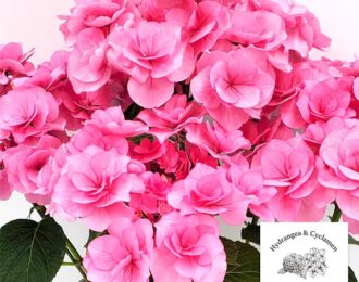 先行予約　 紫陽花　アジサイ：ポージィブーケ　クレア（ピンク） 5号鉢植え　希少　人気　あじさい 生花 プレゼント 花鉢 あじさい 紫陽花　5号鉢