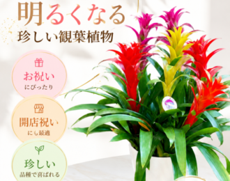 グズマニア 観葉植物 鉢植え ギフト おしゃれ プレゼント 開店祝い 移転祝い 誕生日祝い 新築祝い 長く楽しめる植物