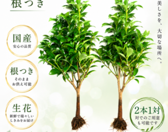 国産 根つきしきみ 生花 2本(1対）　 樒 シキミ お供え 墓参り 仏花 墓花 根付き 新鮮 長持ち【お盆の花】【お供え】【墓花】お彼岸ギフト 生花 命日