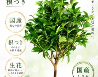 国産 根つきしきみ 生花 1本　 樒 シキミ お供え 墓参り 仏花 墓花 根付き 新鮮 長持ち 【お盆の花】【お供え】【墓花】