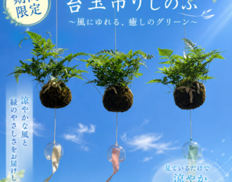 期間限定 苔玉吊りしのぶ 風鈴付き 夏の涼感インテリア 風鈴