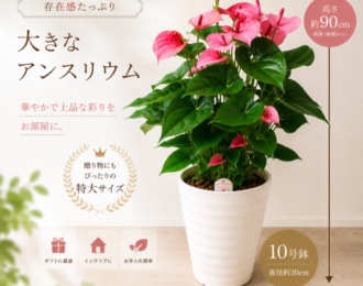 アンスリウム ロイヤルピンクチャンピオン 10号鉢 高さ約90cm 大型 観葉植物 ピンク 花 ギフト 開店祝い 新築祝い 開業祝い インテリア おしゃれ 送料無料